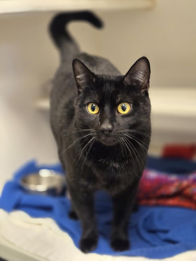 Enlarge Gibby, an adopted mixed breed in Bellingham, WA image 5/6