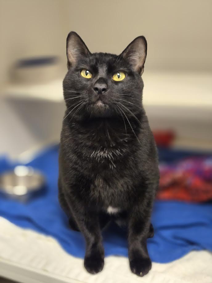 Enlarge Gibby, an adopted mixed breed in Bellingham, WA image 4/6