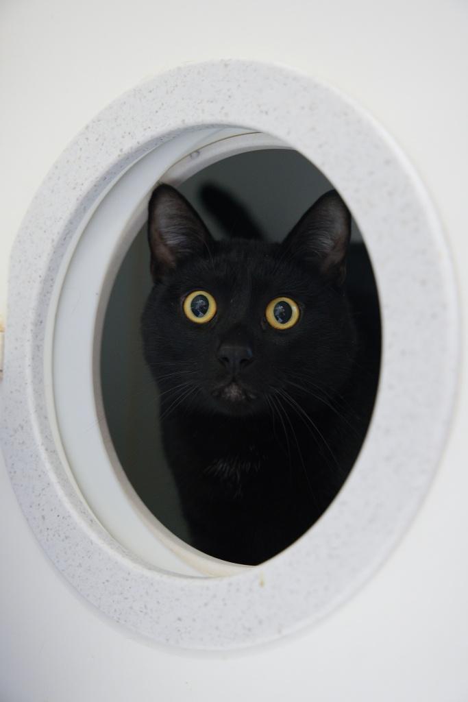 Enlarge Gibby, an adopted mixed breed in Bellingham, WA image 2/6