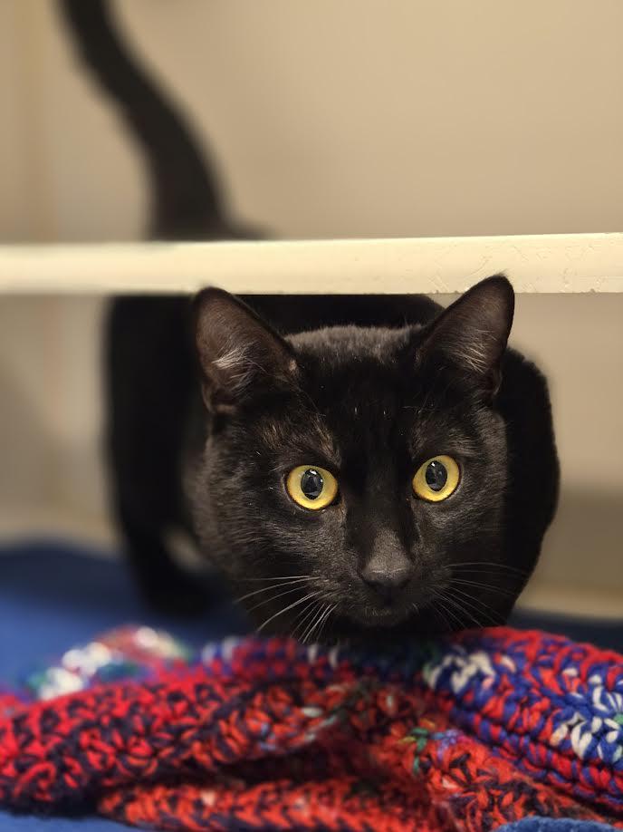 Enlarge Gibby, an adopted mixed breed in Bellingham, WA image 3/6