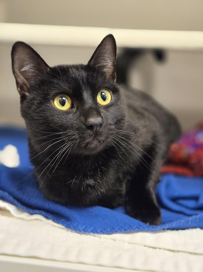 Enlarge Gibby, an adopted mixed breed in Bellingham, WA image 1/6