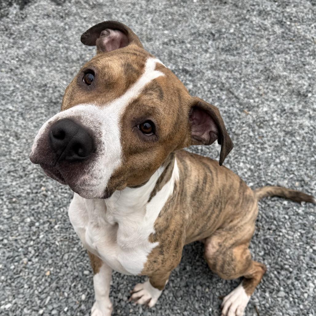 Rocky, Adoptable, Adult Male Mixed Breed.