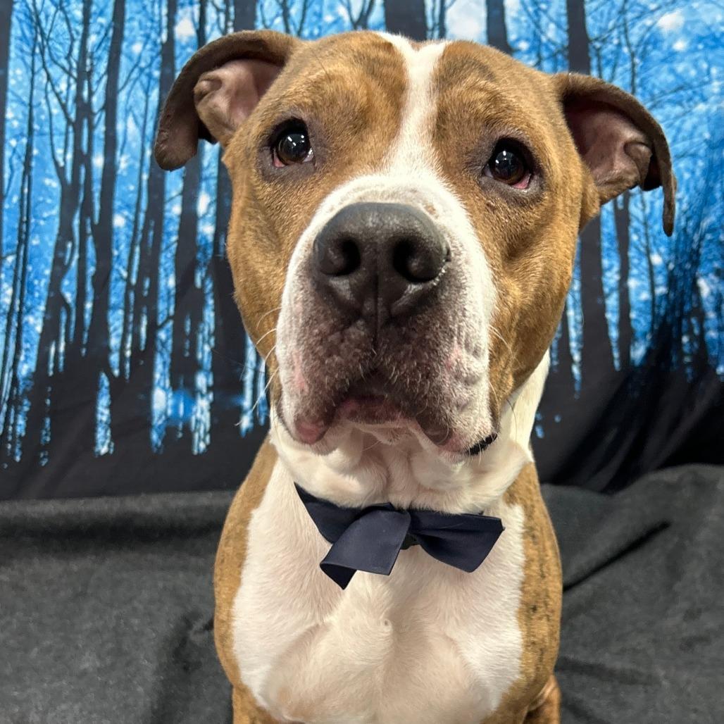 Enlarge Rocky, a Adoptable Mixed Breed in Walnut Cove, NC image 5/6