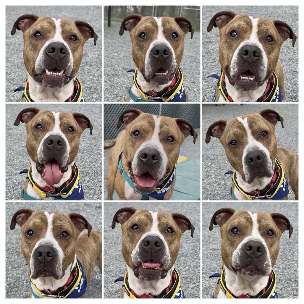 Enlarge Rocky, a Adoptable Mixed Breed in Walnut Cove, NC image 6/6