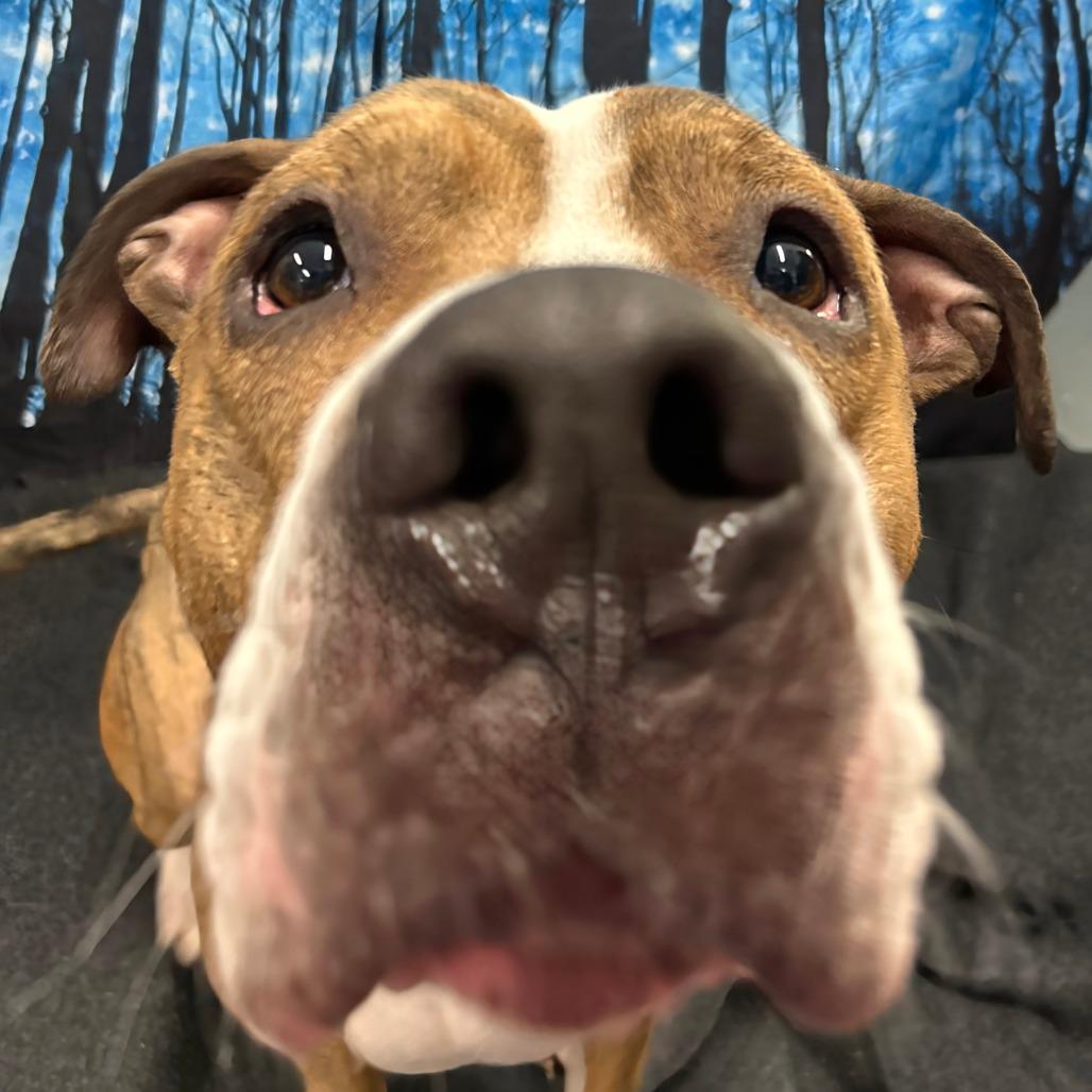 Enlarge Rocky, a Adoptable Mixed Breed in Walnut Cove, NC image 1/6