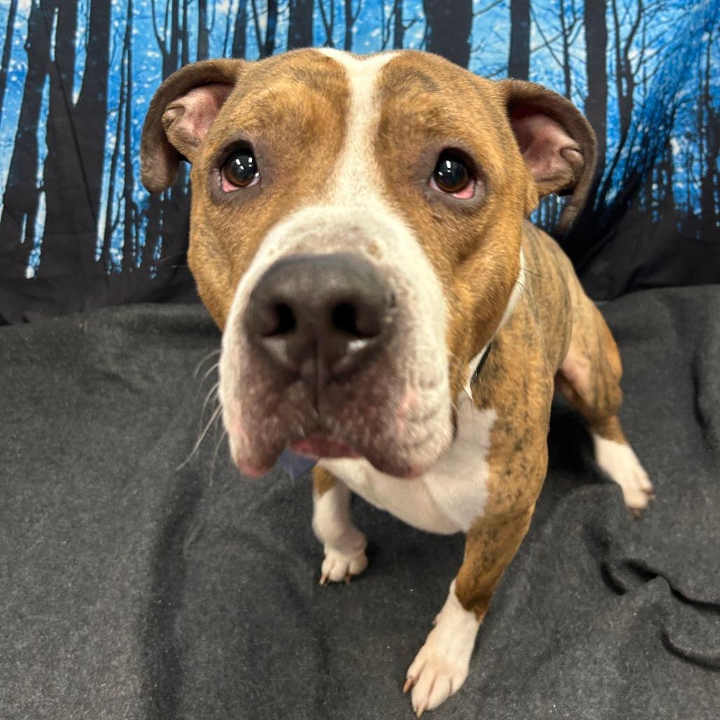 Enlarge Rocky, a Adoptable Mixed Breed in Walnut Cove, NC image 2/6