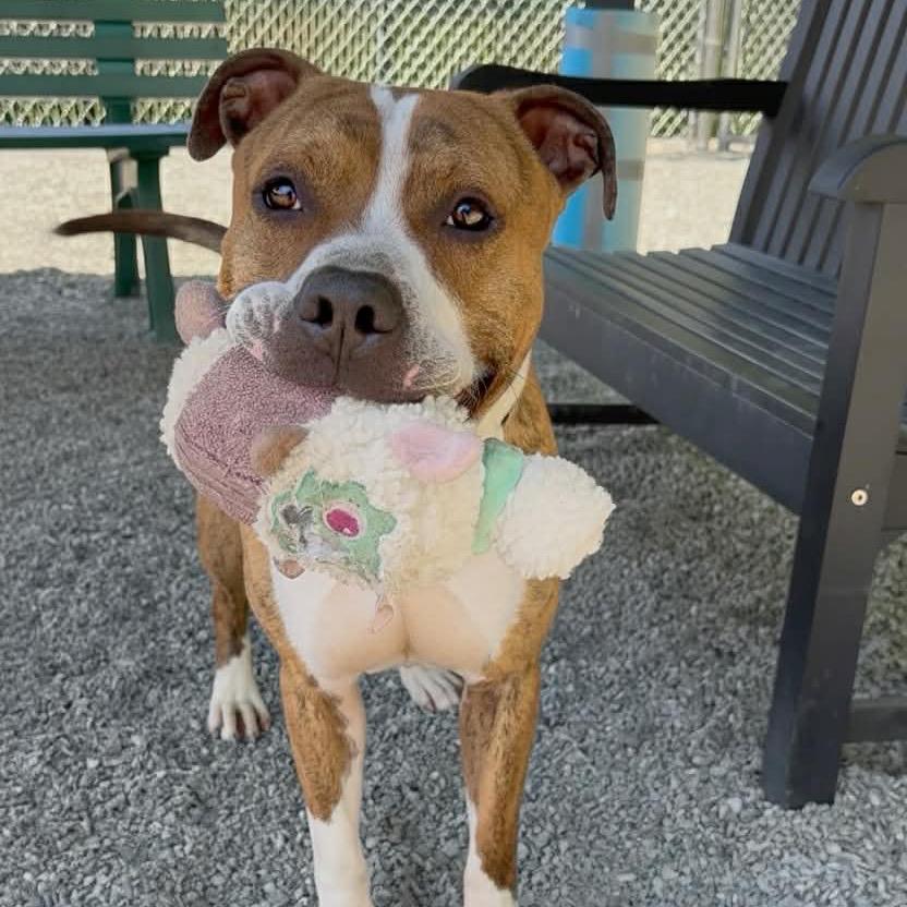 Enlarge Rocky, a Adoptable Mixed Breed in Walnut Cove, NC image 3/6