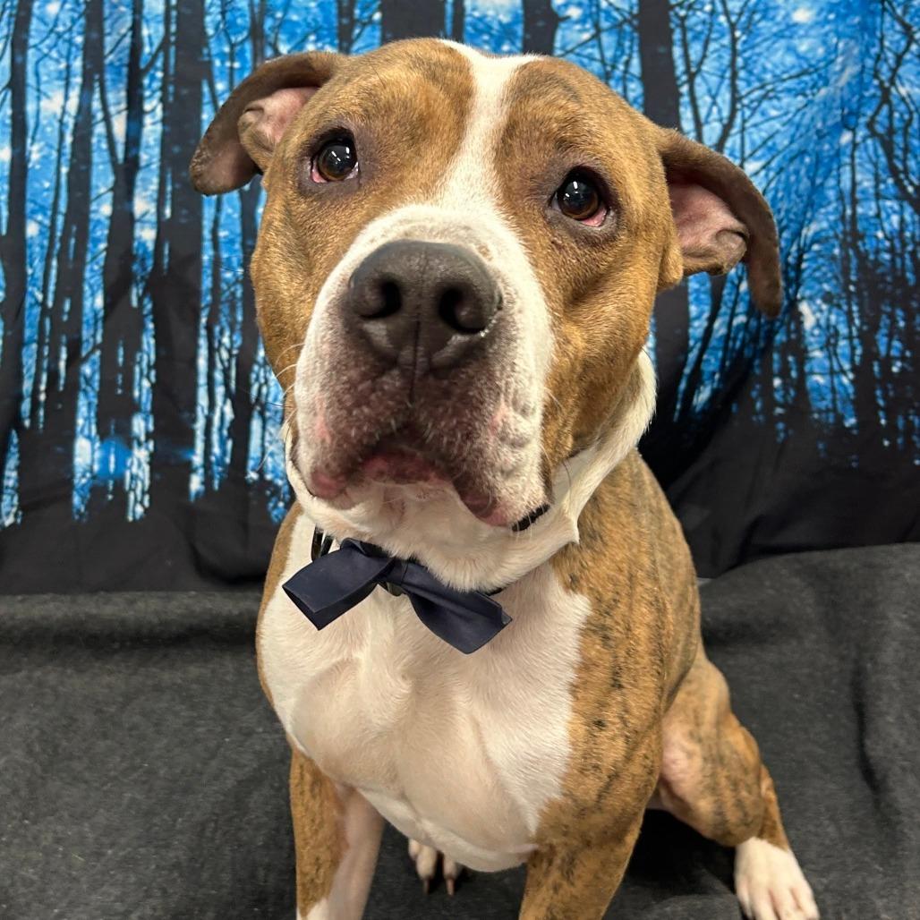 Enlarge Rocky, a Adoptable Mixed Breed in Walnut Cove, NC image 3/6
