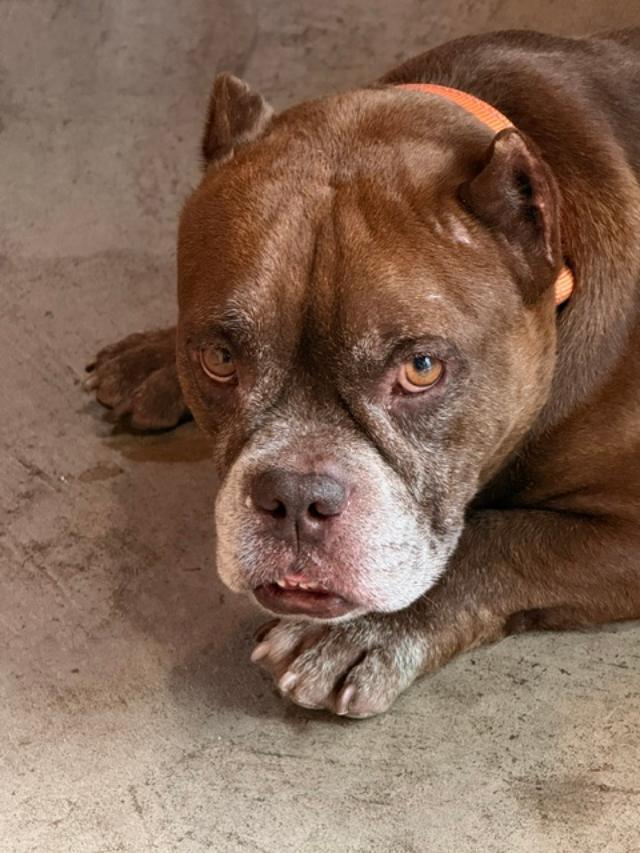 Chuckie, Adoptable, Adult Male Bulldog.