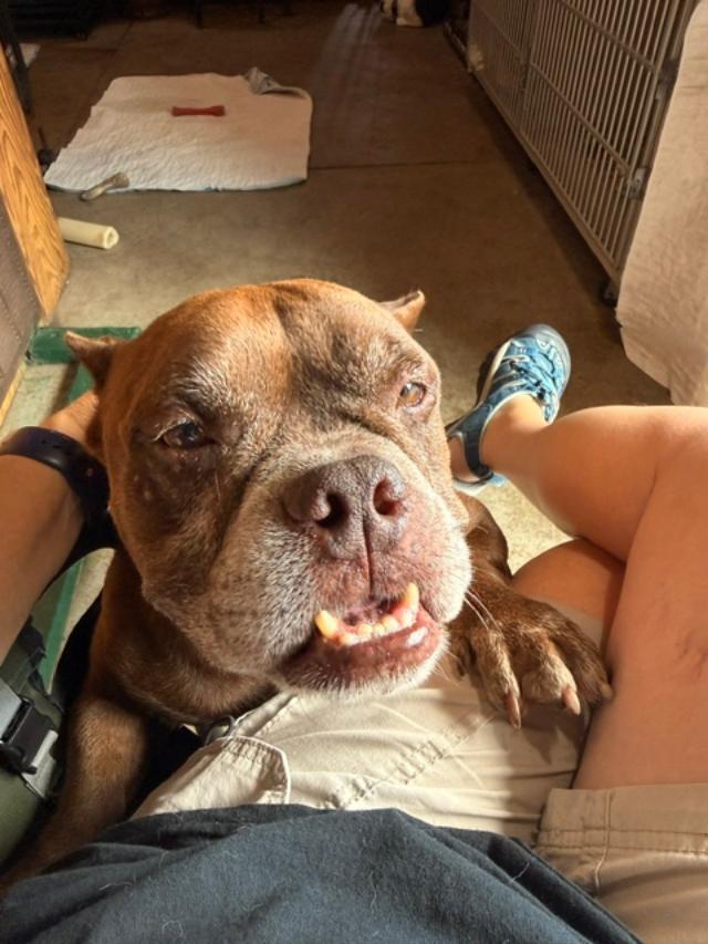 Enlarge Chuckie, a Adoptable mixed breed in Albion, NY image 2/5