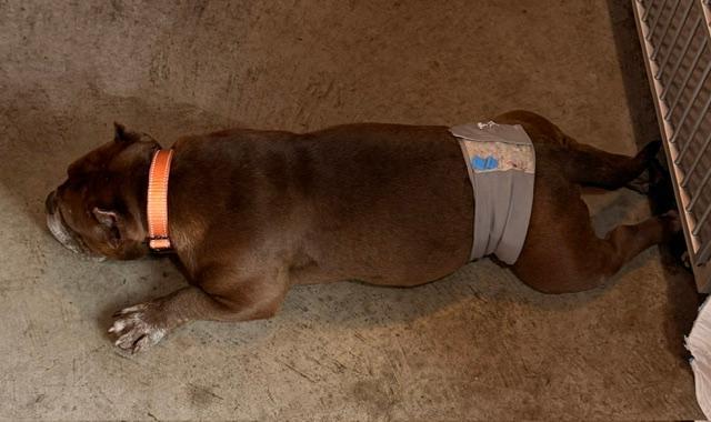 Enlarge Chuckie, a Adoptable mixed breed in Albion, NY image 4/5