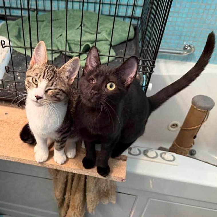 Enlarge Pai Mei (bonded with Elle), an adoptable Domestic Short Hair in Raritan, NJ image 2/4