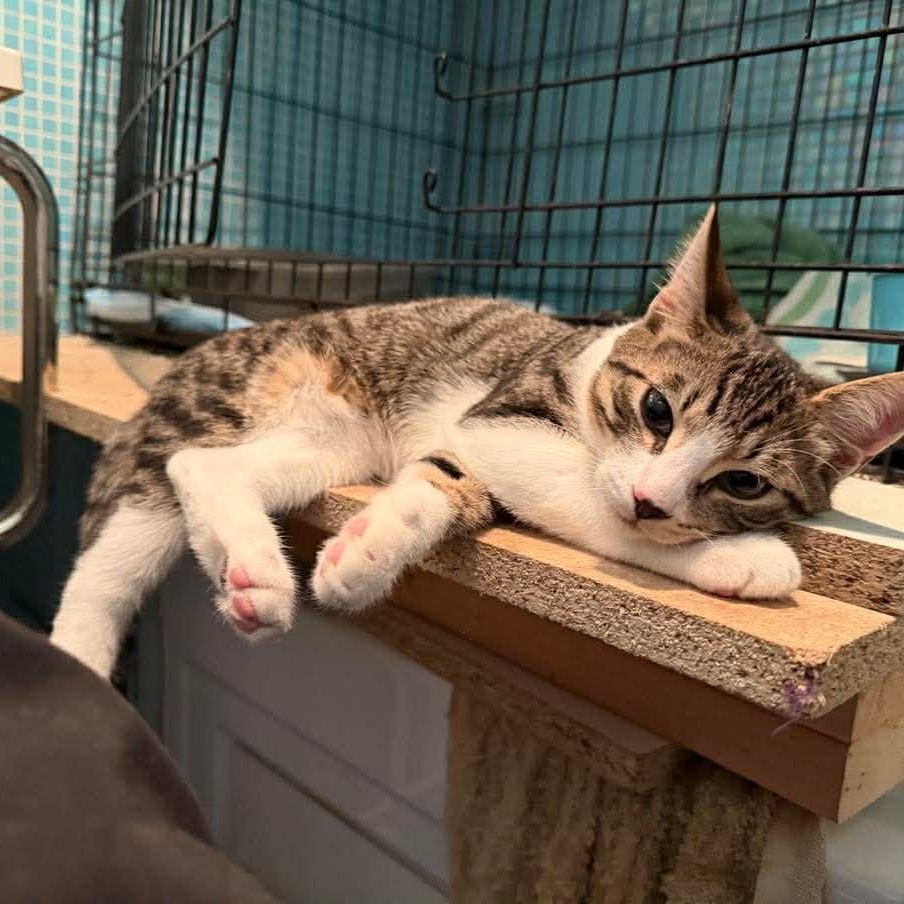 Enlarge Pai Mei (bonded with Elle), an adoptable Domestic Short Hair in Raritan, NJ image 1/4