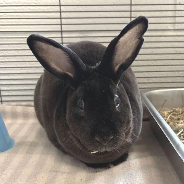 Cabbage, Adoptable, Adult Male Mini Rex.