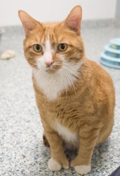 Toesies (bonded with Ellwood), Adoptable, Adult Male Domestic Short Hair & Domestic Short Hair.