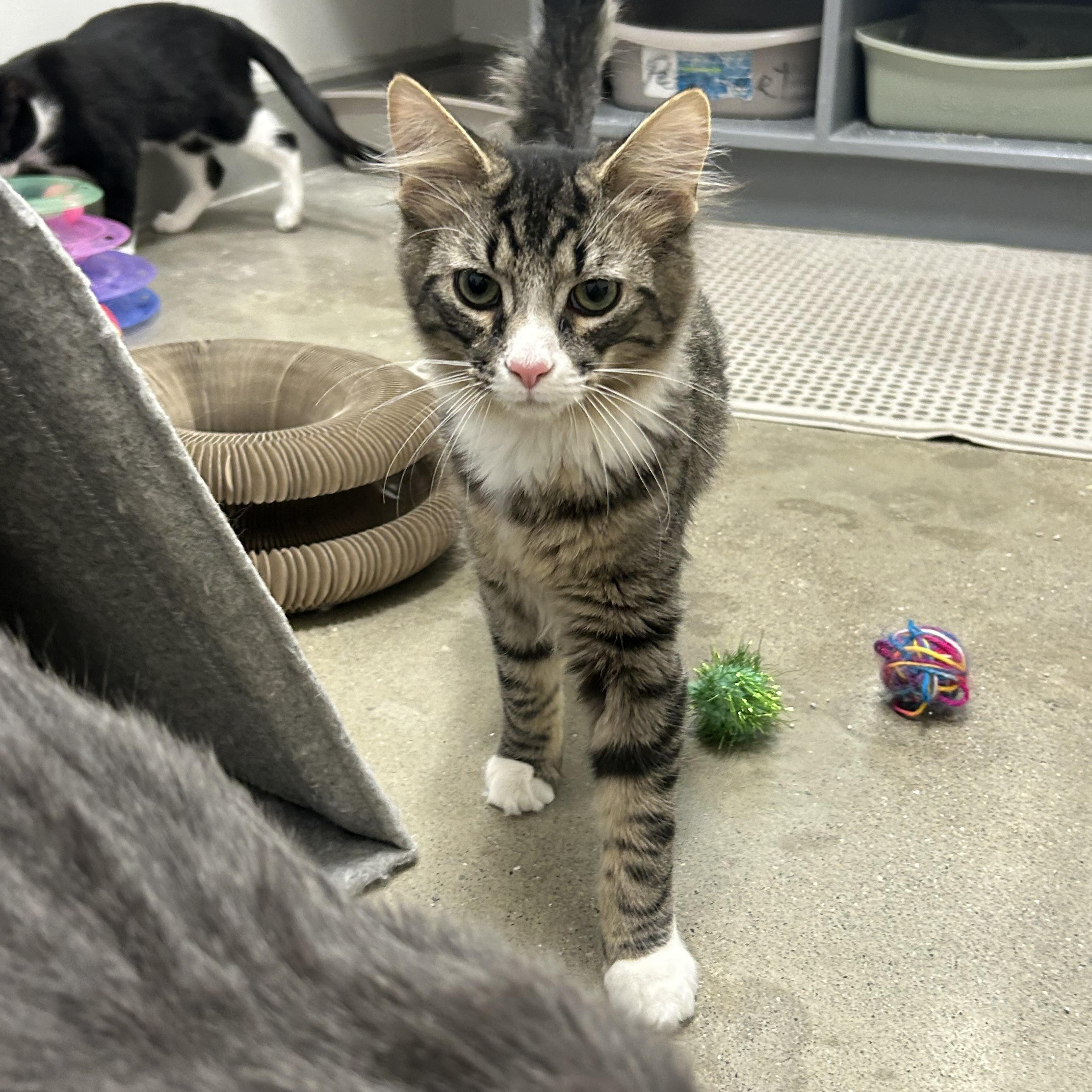 Enlarge Ray & Stevie , an adopted mixed breed in Columbus , OH image 2/6