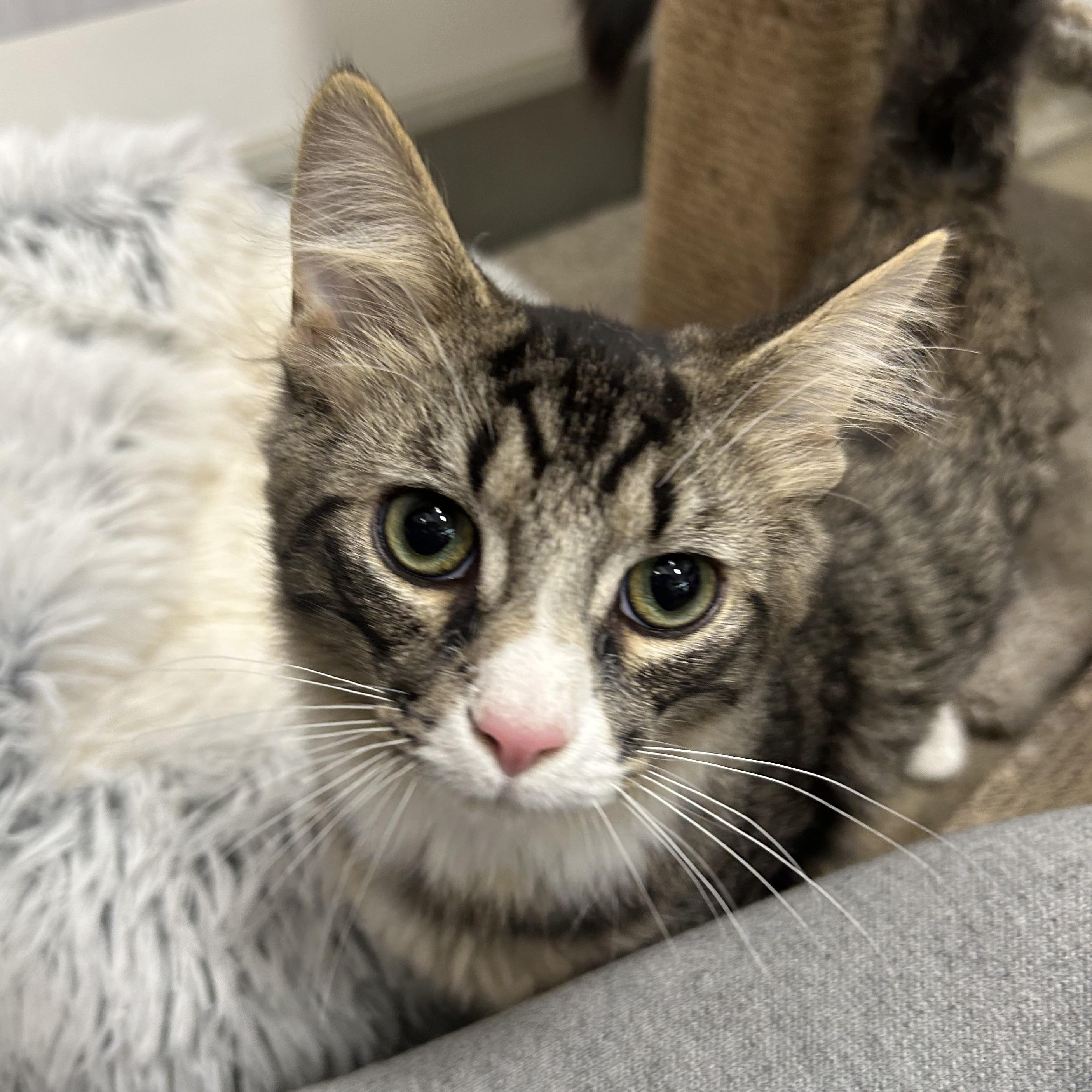 Enlarge Ray & Stevie , an adopted mixed breed in Columbus , OH image 4/6