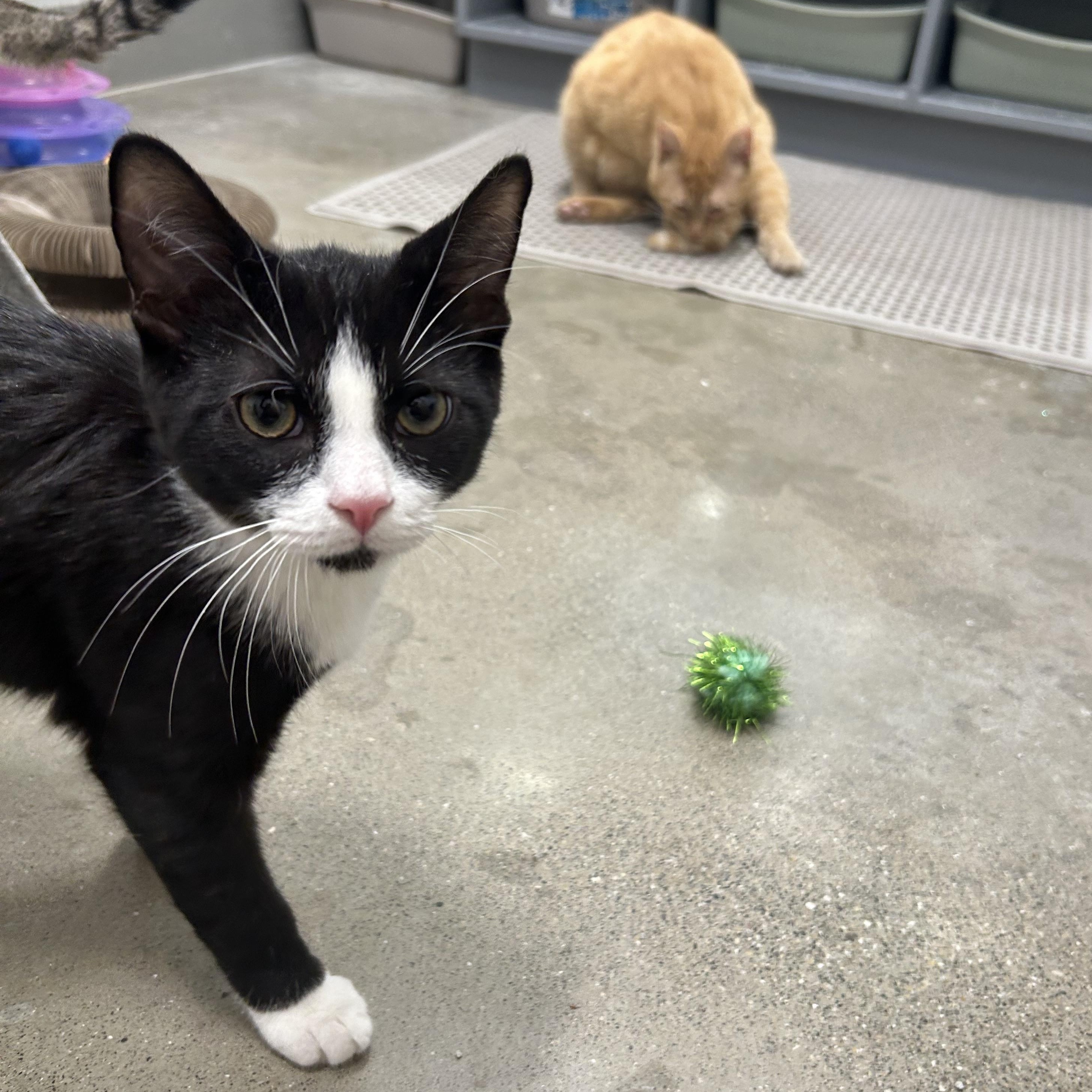 Enlarge Ray & Stevie , an adopted mixed breed in Columbus , OH image 1/6