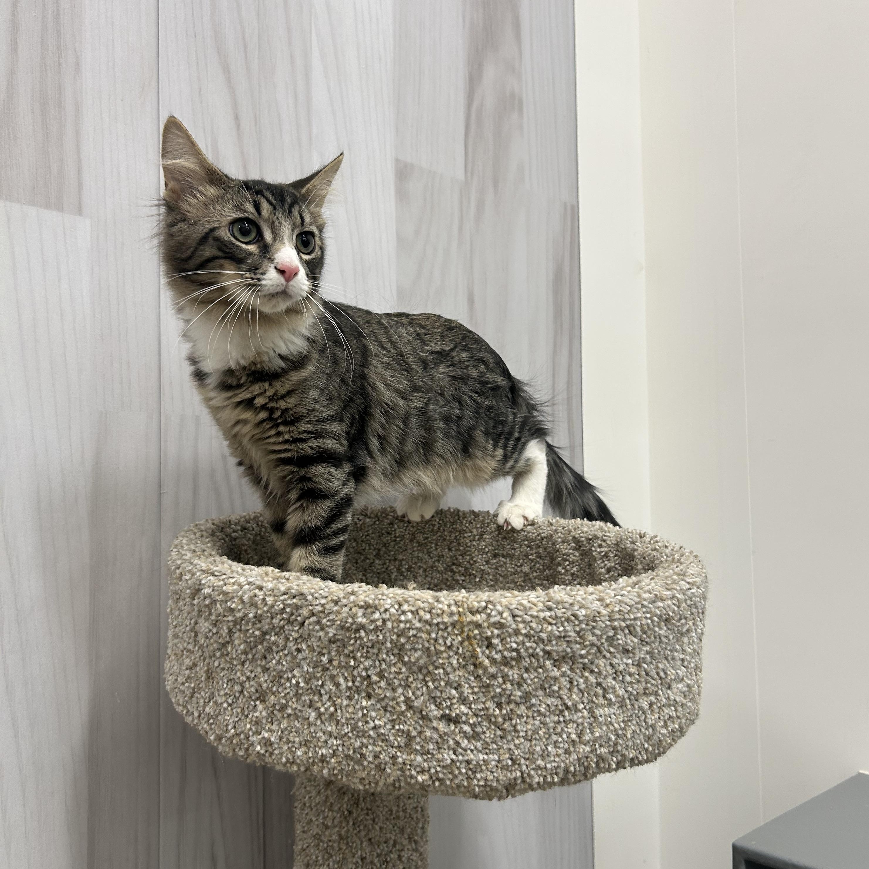 Enlarge Ray & Stevie , an adopted mixed breed in Columbus , OH image 6/6