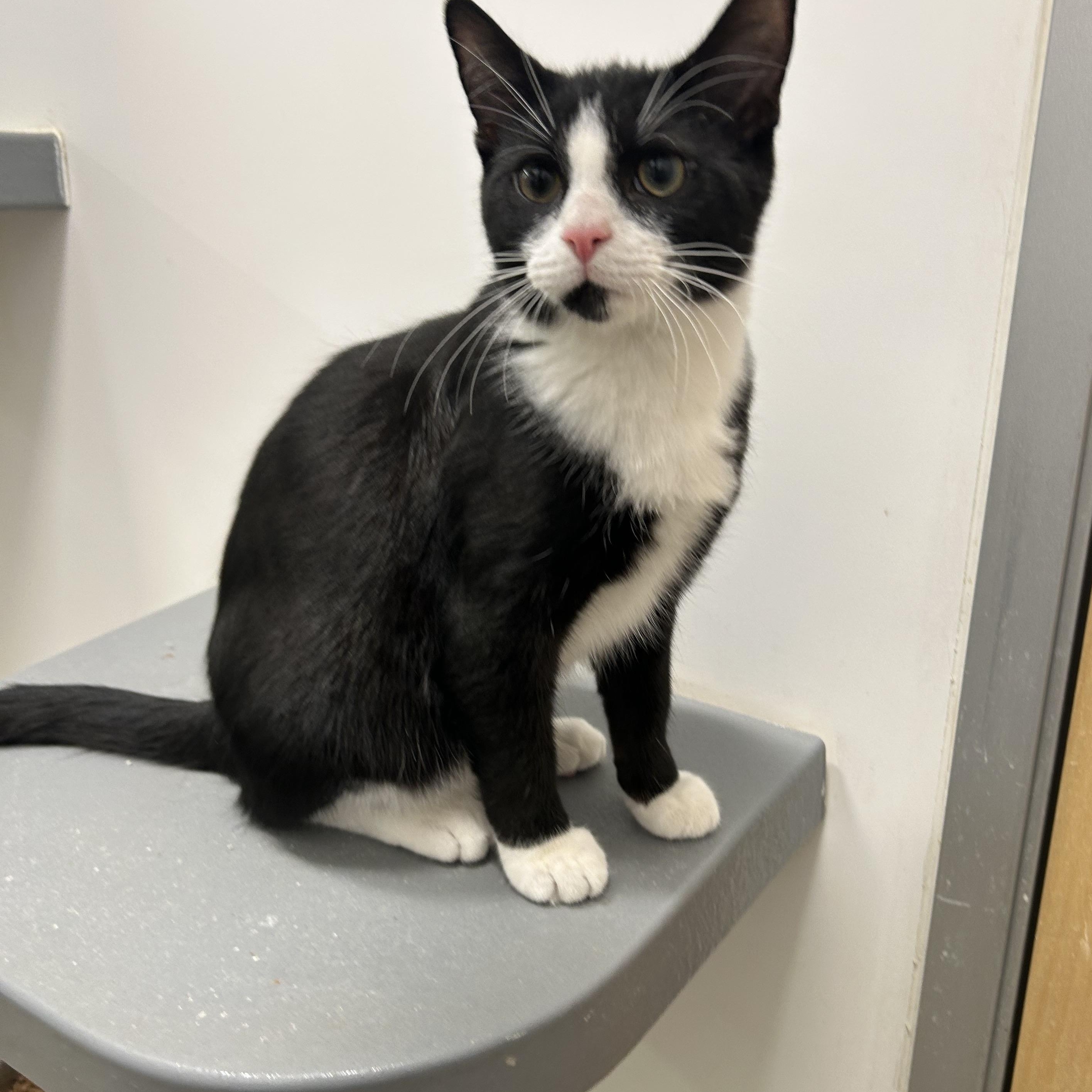 Enlarge Ray & Stevie , an adopted mixed breed in Columbus , OH image 5/6