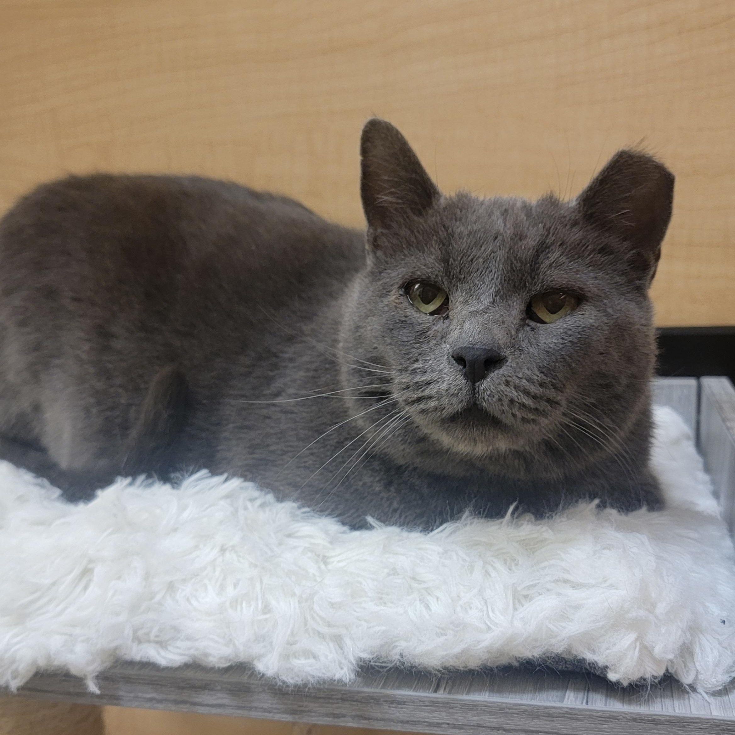 Enlarge Greyson, an adopted Domestic Short Hair in Norman, OK image 1/1