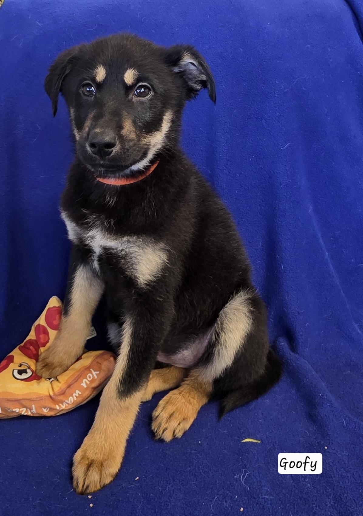 Enlarge Goofy, a ADOPTABLE mixed breed in Polson, MT image 1/1