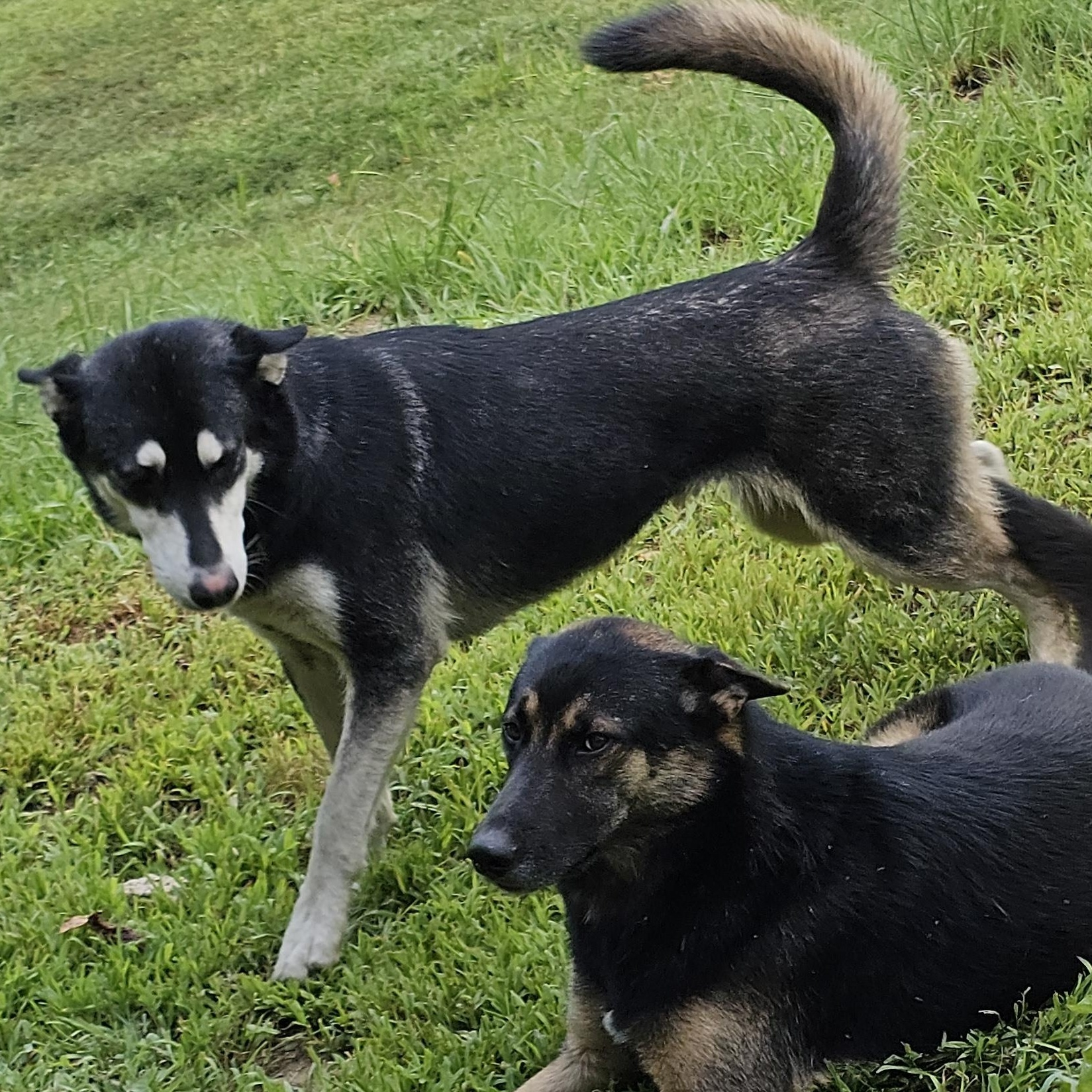 Enlarge Dixie, a Adoptable mixed breed in Cincinnati, OH image 3/3