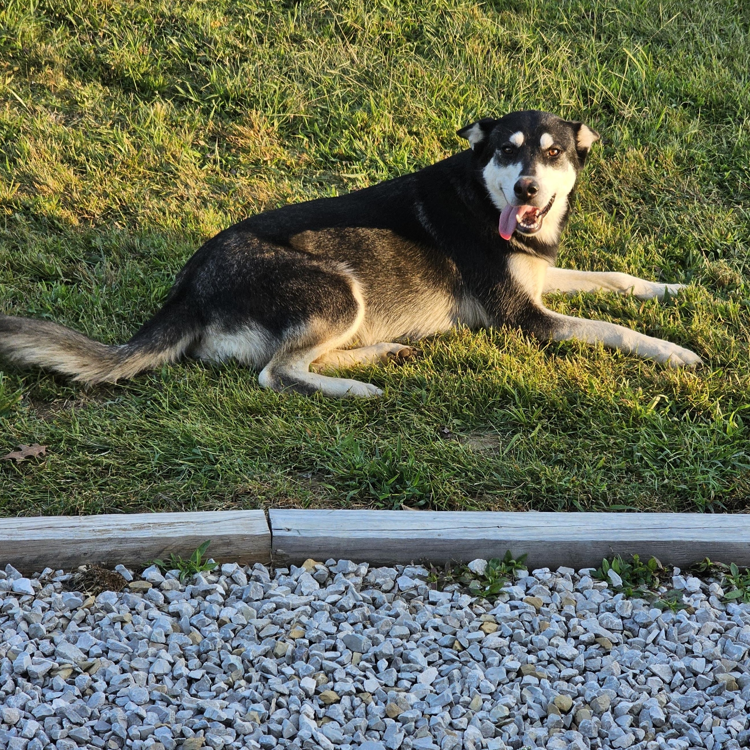 Dixie, Adoptable, Adult Female Husky.