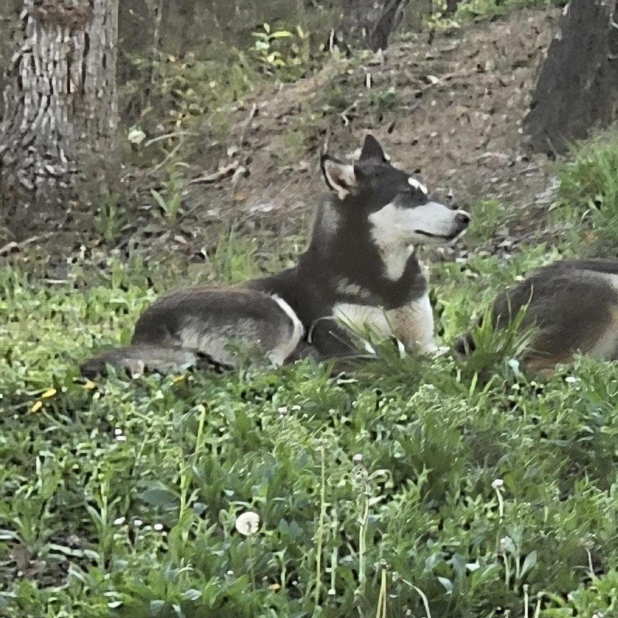 Enlarge Dixie, a Adoptable mixed breed in Cincinnati, OH image 2/3