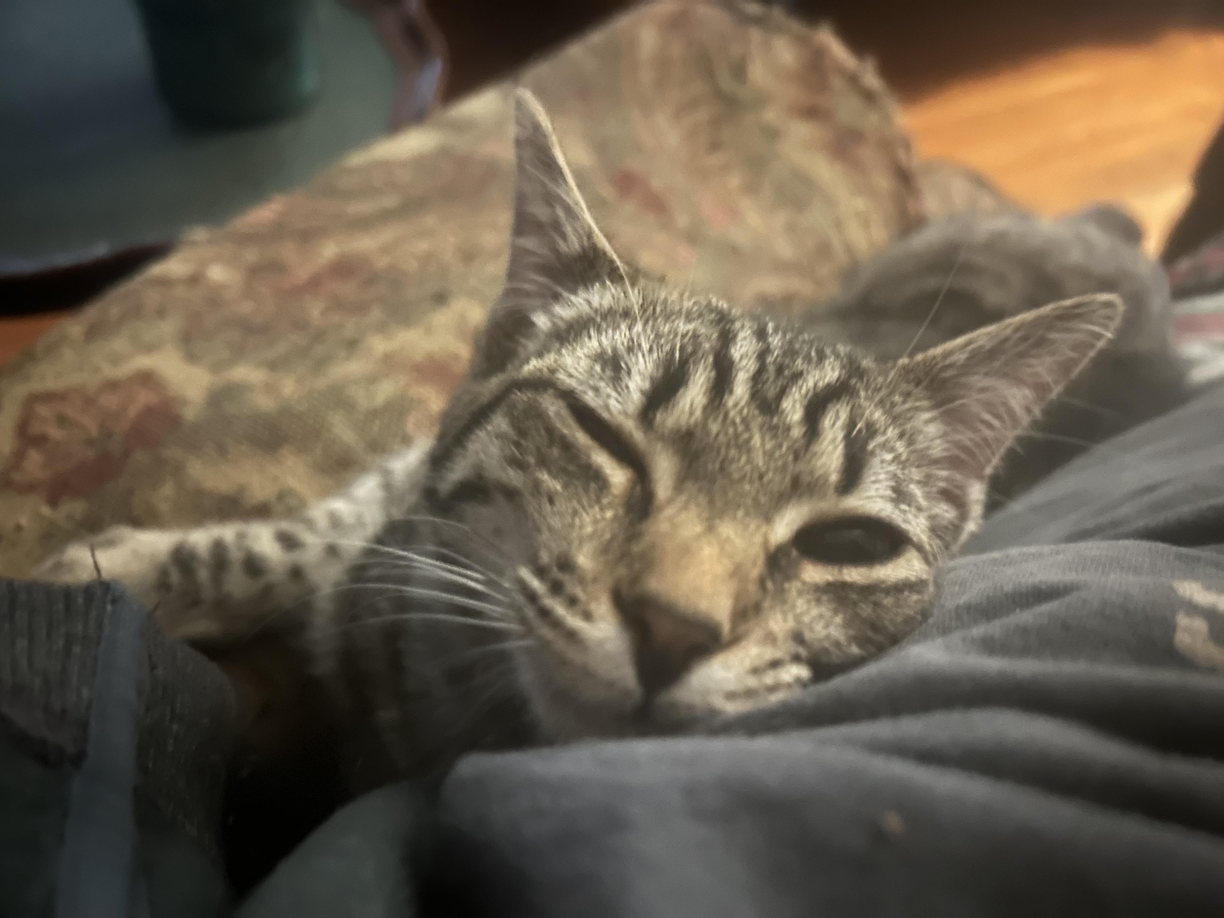 Enlarge Omelette, a Adoptable Domestic Short Hair in Mount Pleasant, SC image 2/3