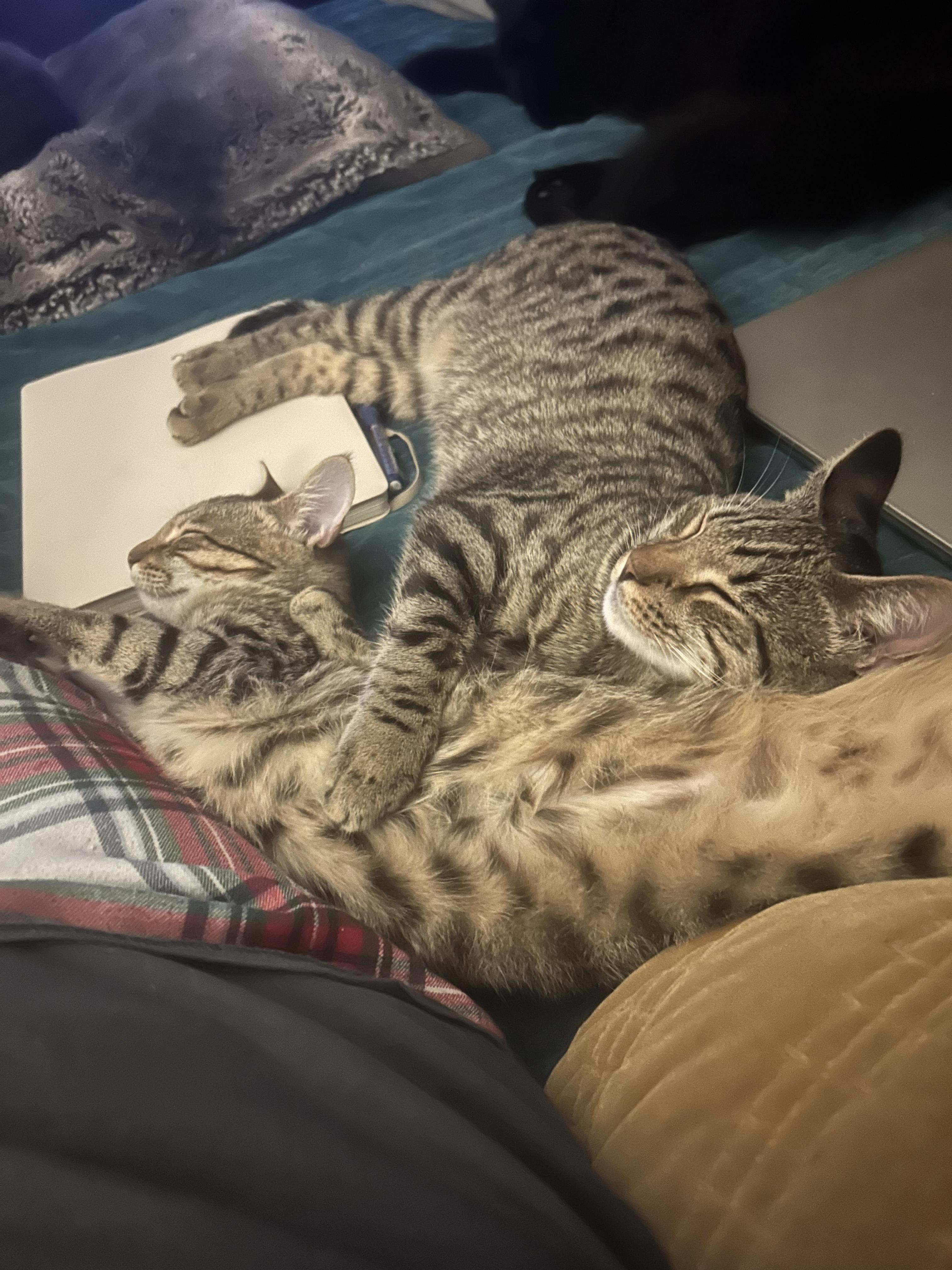 Enlarge Omelette, a Adoptable Domestic Short Hair in Mount Pleasant, SC image 3/3