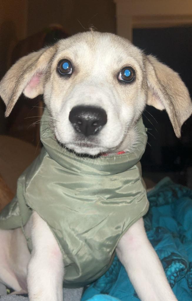 Hummus, a Adoptable mixed breed in Fayetteville, AR image 1/6