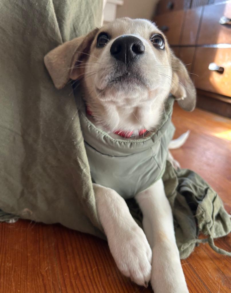 Hummus, a Adoptable mixed breed in Fayetteville, AR image 2/6