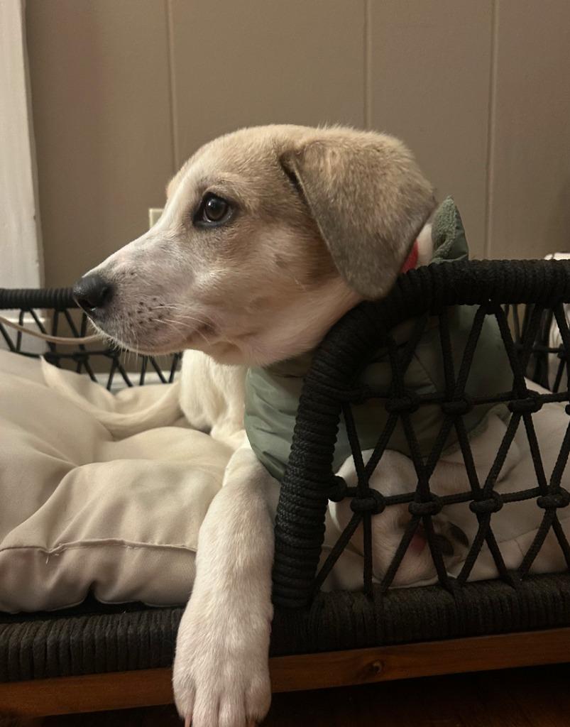 Hummus, a Adoptable mixed breed in Fayetteville, AR image 3/6