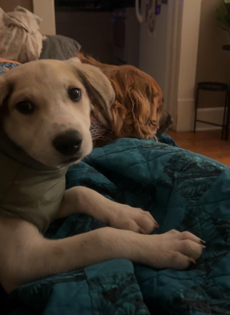 Hummus, a Adoptable mixed breed in Fayetteville, AR image 4/6