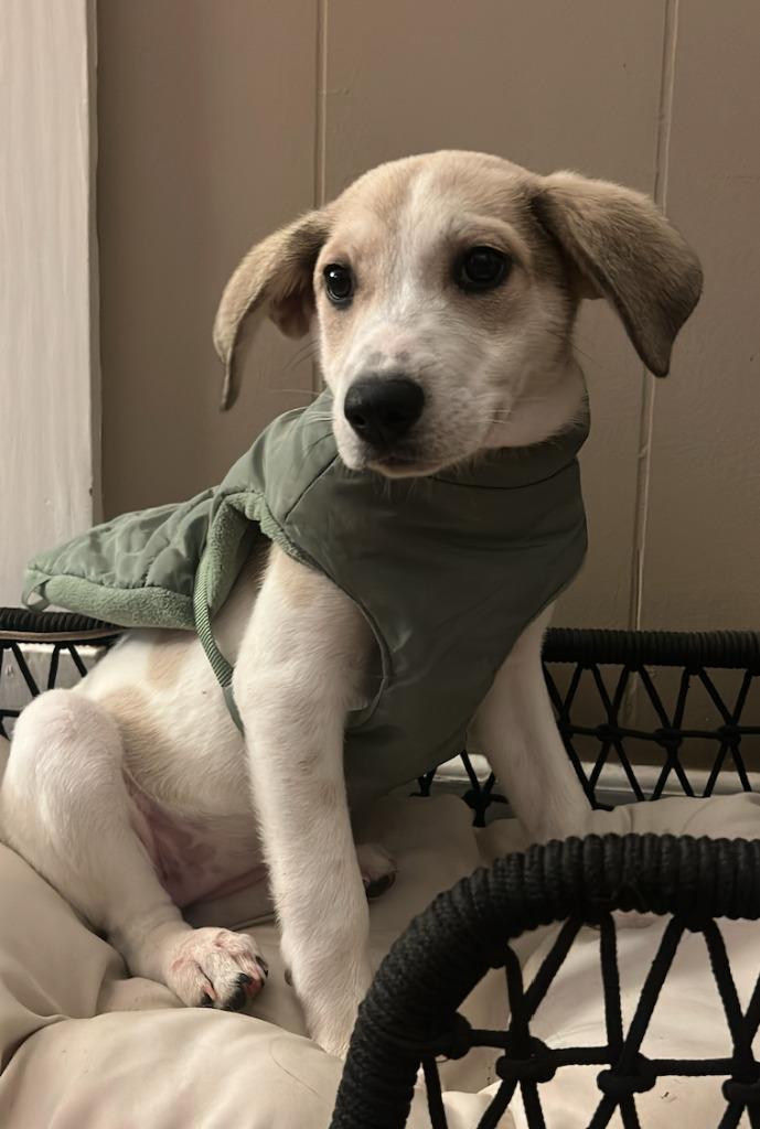 Hummus, a Adoptable mixed breed in Fayetteville, AR image 5/6