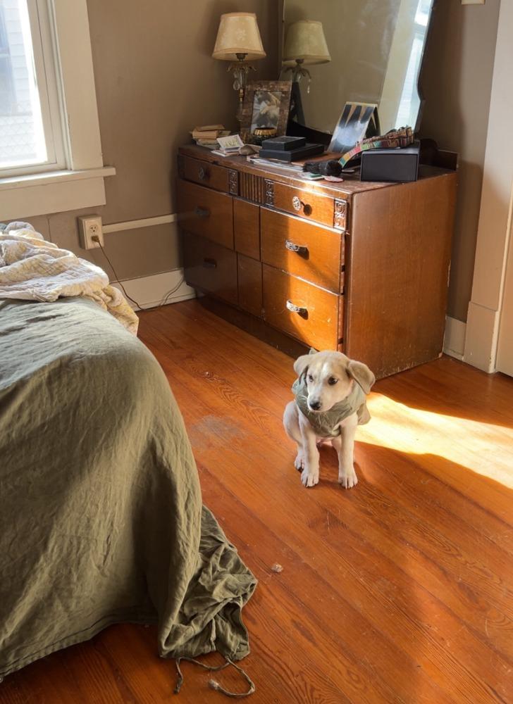 Hummus, a Adoptable mixed breed in Fayetteville, AR image 6/6