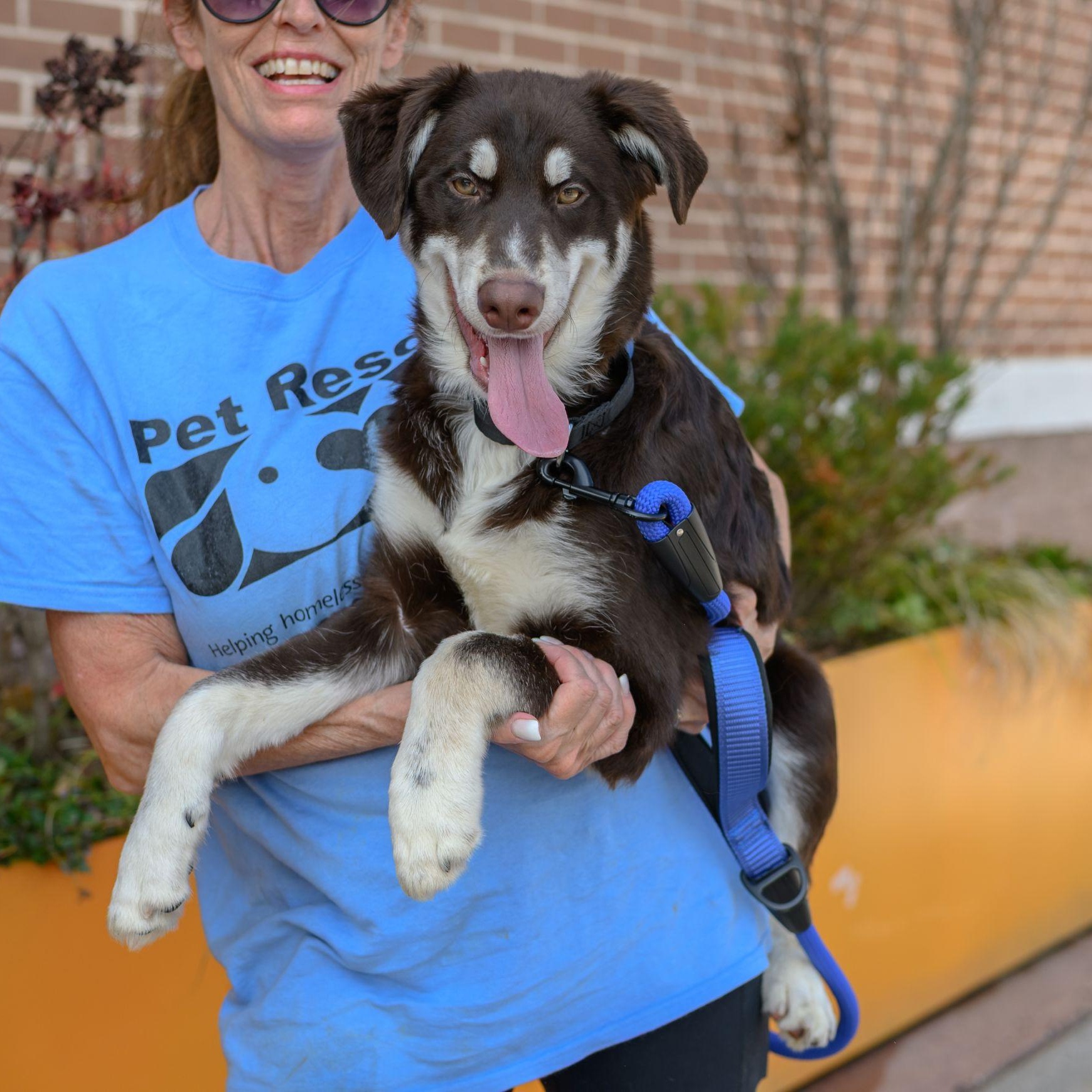 Enlarge MAX , a ADOPTABLE mixed breed in Hamilton, NJ image 4/5