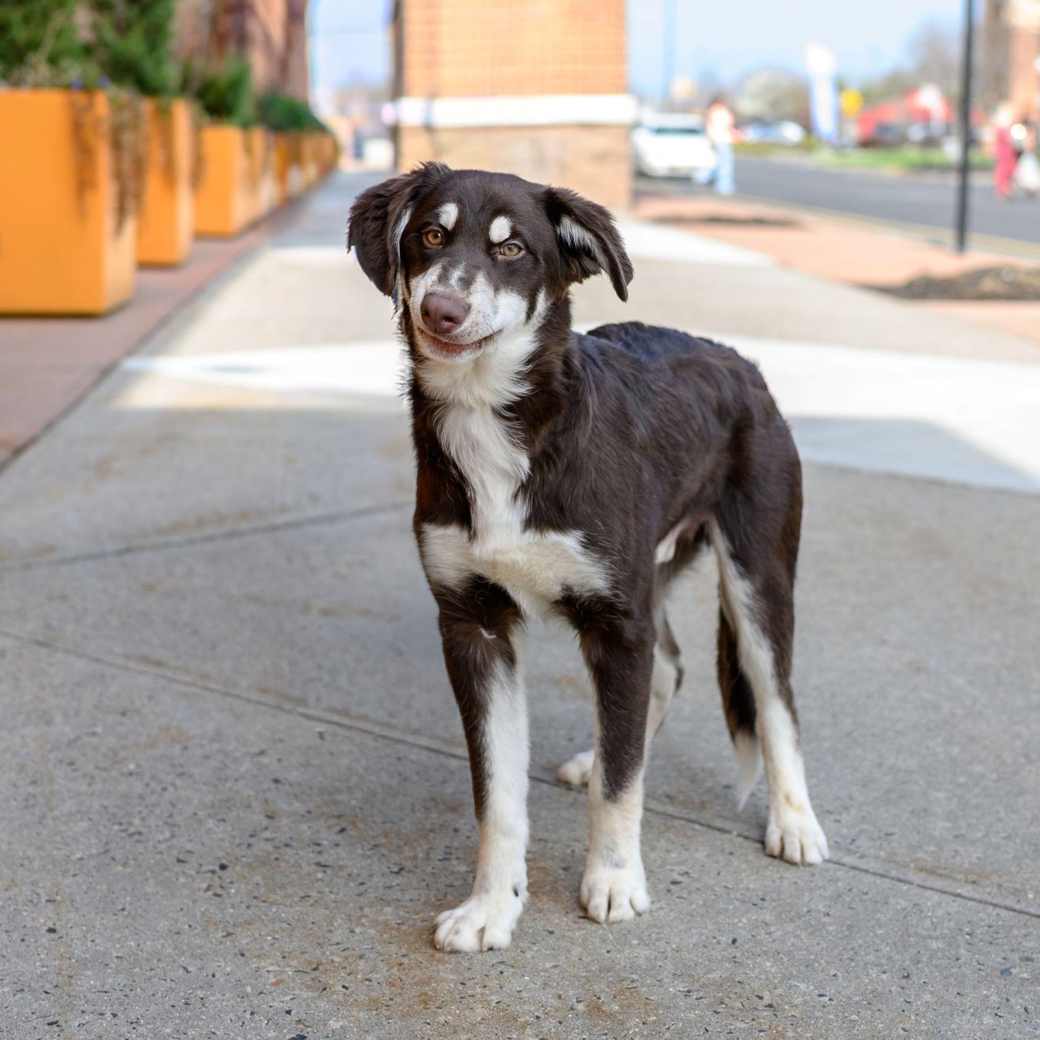 Enlarge MAX , a ADOPTABLE mixed breed in Hamilton, NJ image 3/5
