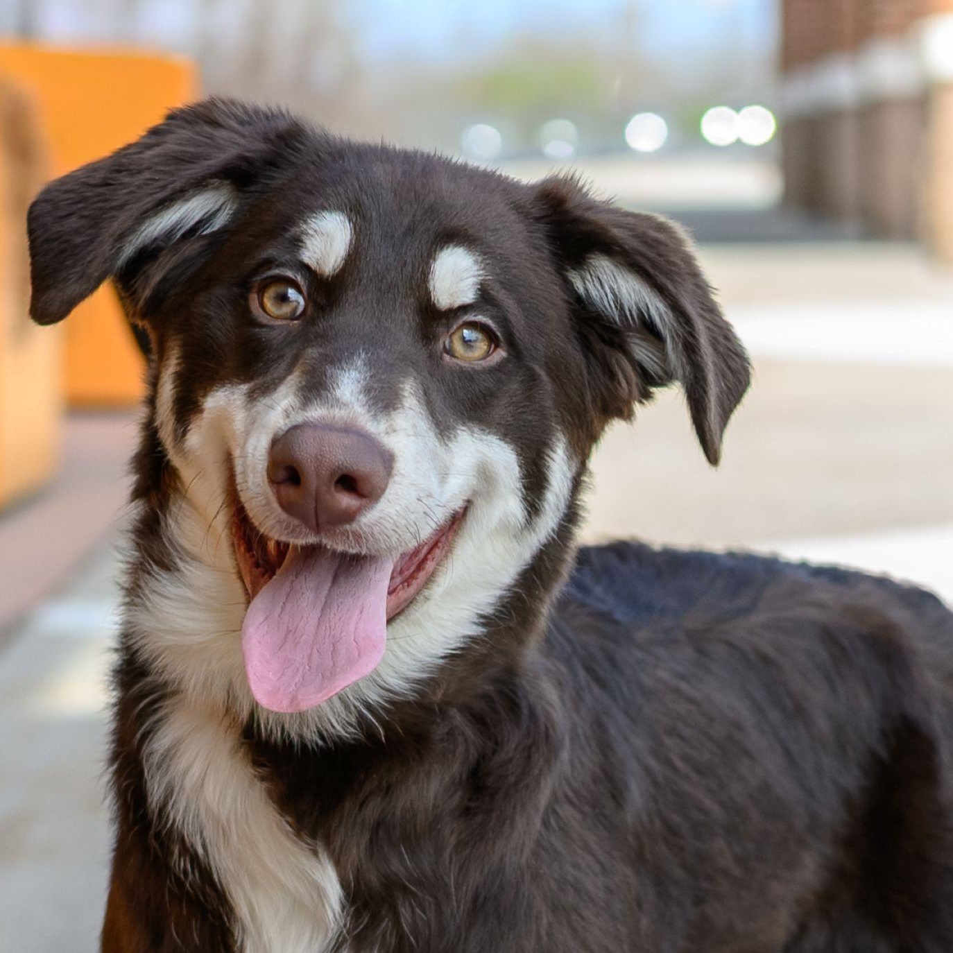 Enlarge MAX , a ADOPTABLE mixed breed in Hamilton, NJ image 2/5