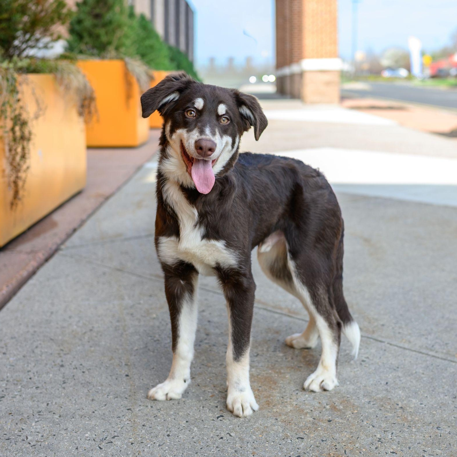 MAX , ADOPTABLE, Young Male Husky & Poodle.