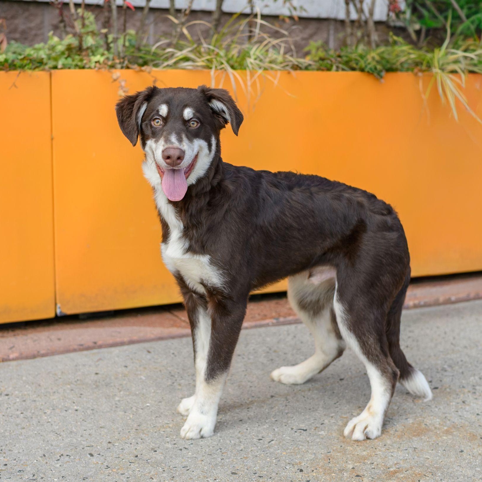 Enlarge MAX , a ADOPTABLE mixed breed in Hamilton, NJ image 5/5