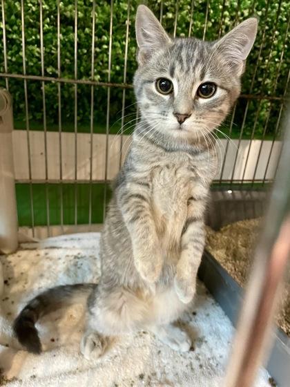 Alli (with Gator), adopted, Young Female Domestic Short Hair.