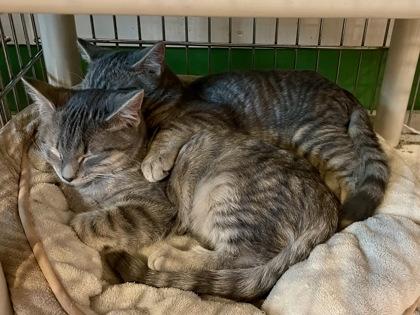 Alli (with Gator), an adopted Domestic Short Hair in Annapolis, MD image 2/2