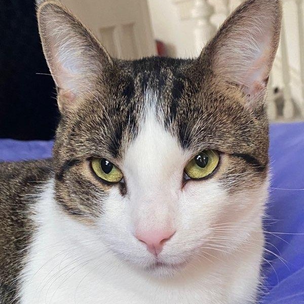 Damion, a Adoptable mixed breed in Hamilton, ON image 2/5