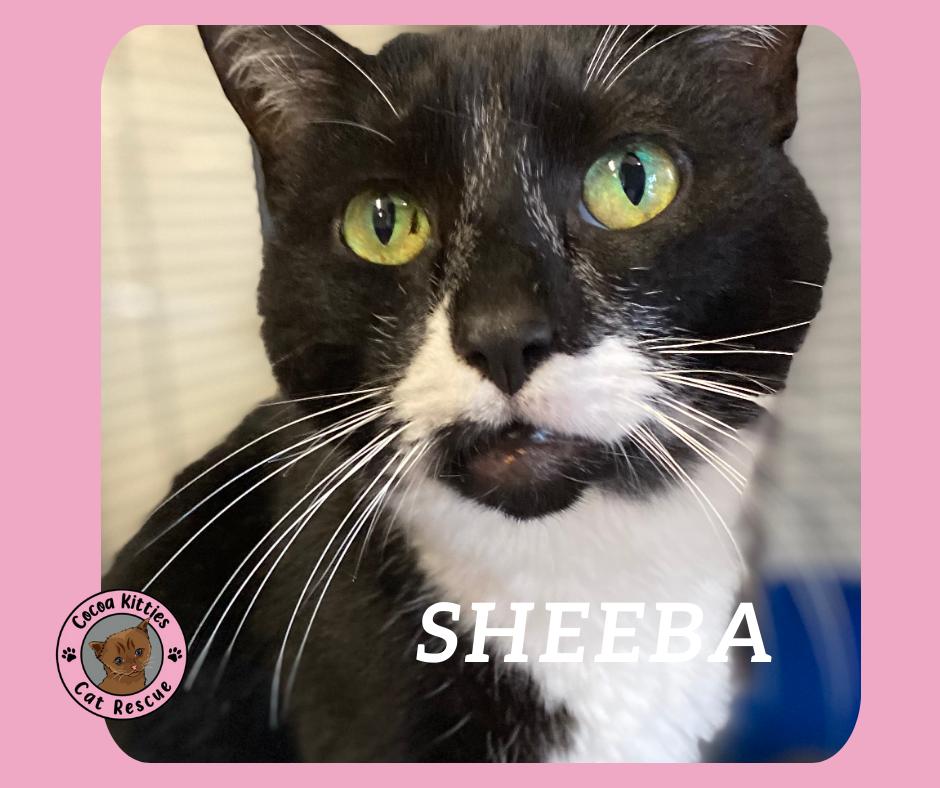 Sheeba, a Adopted mixed breed in Hershey, PA image 3/6