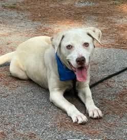 Levi, ADOPTABLE, Adult Male Labrador Retriever.