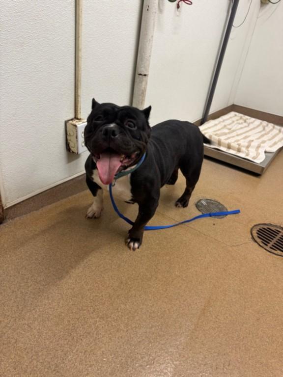 TIA, Adoptable, Adult Female Pit Bull Terrier & Mixed Breed.