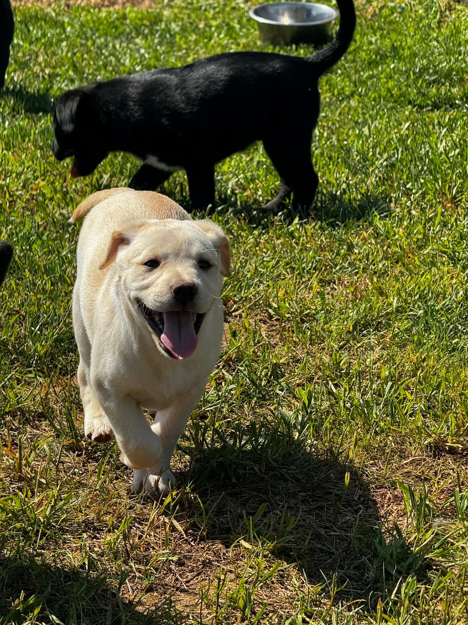 Enlarge Cera , a ADOPTABLE mixed breed in Douglas, MA image 3/4