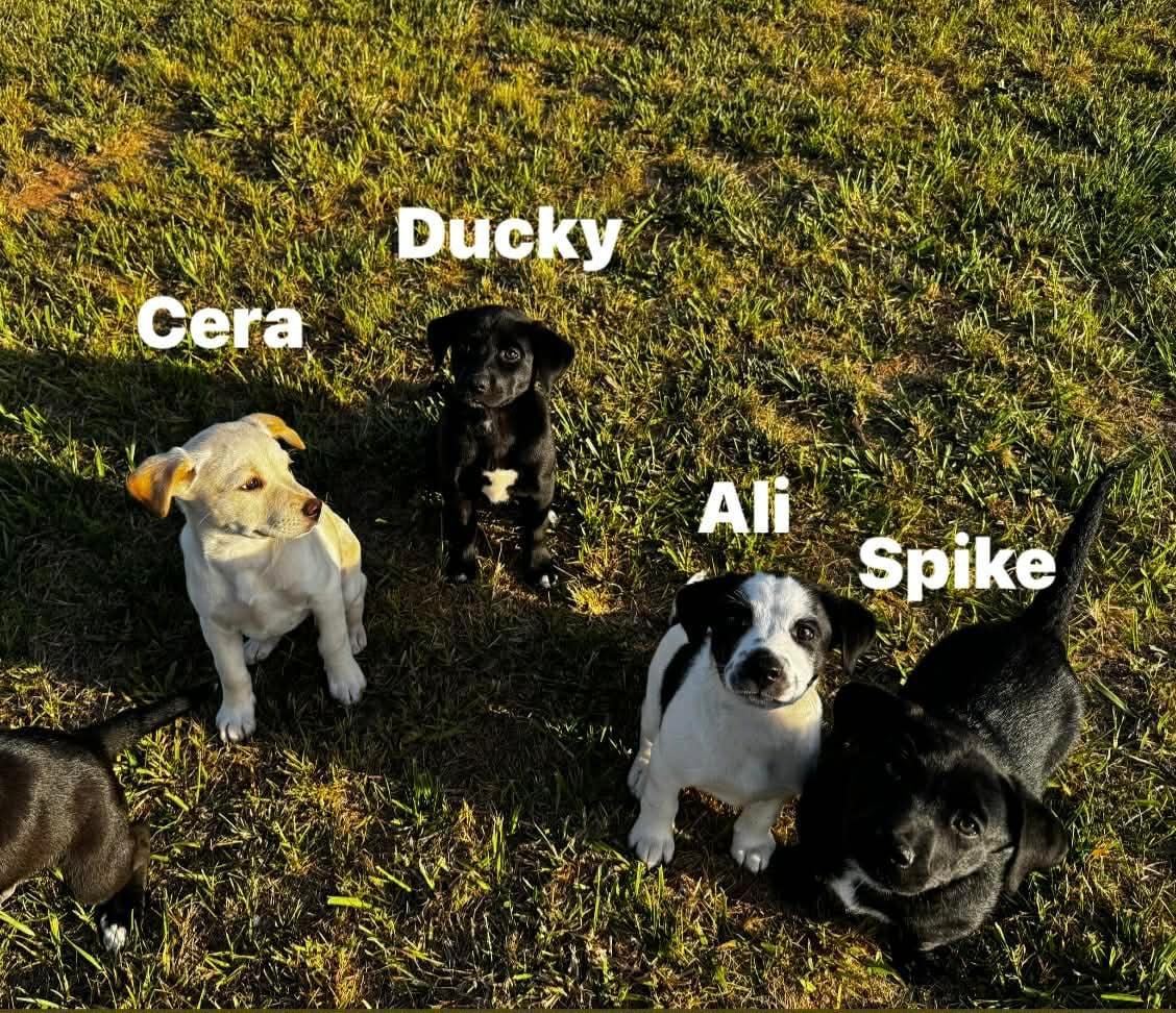 Enlarge Cera , a ADOPTABLE mixed breed in Douglas, MA image 2/4